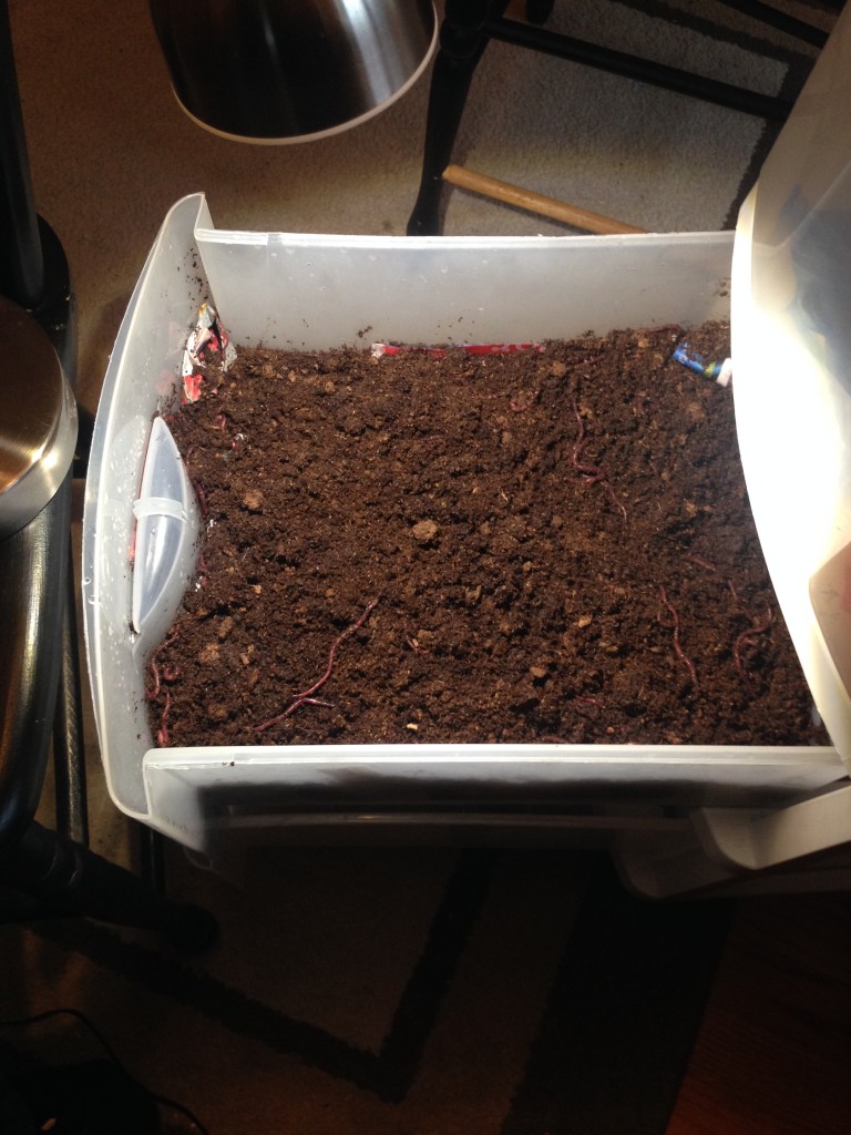 Adventures In Indoor Worm Composting